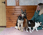 Собаки в Видном: Щенок (девочка)  в добрые руки! Девочка, Бесплатно - фото 7