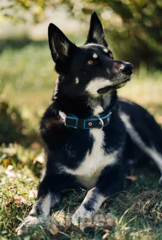 Собаки в других городах Московской области: Джек якутенок Мальчик, Бесплатно - фото 1