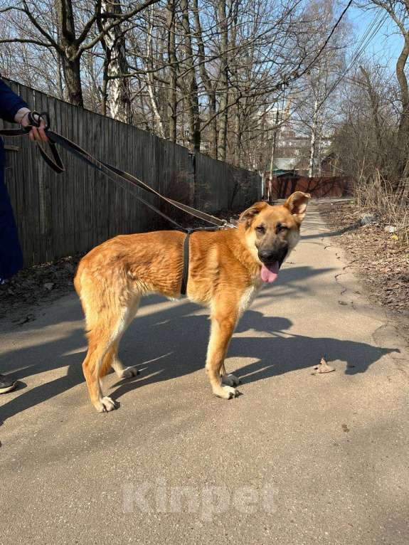 Собаки в Москве: Честеру плохо без человека Мальчик, Бесплатно - фото 2