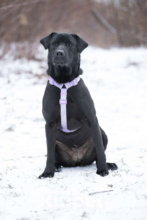 Собаки в Москве: Метис лабрадора и просто красавица Джуди в поисках дома Девочка, Бесплатно - фото 5