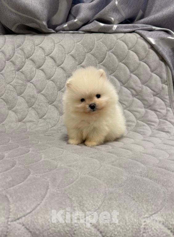 Собаки в Москве: Мини малыш Мальчик, 30 000 руб. - фото 1