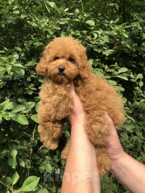 Собаки в Люберцах: Девочка той-пудель Девочка, 55 000 руб. - фото 3