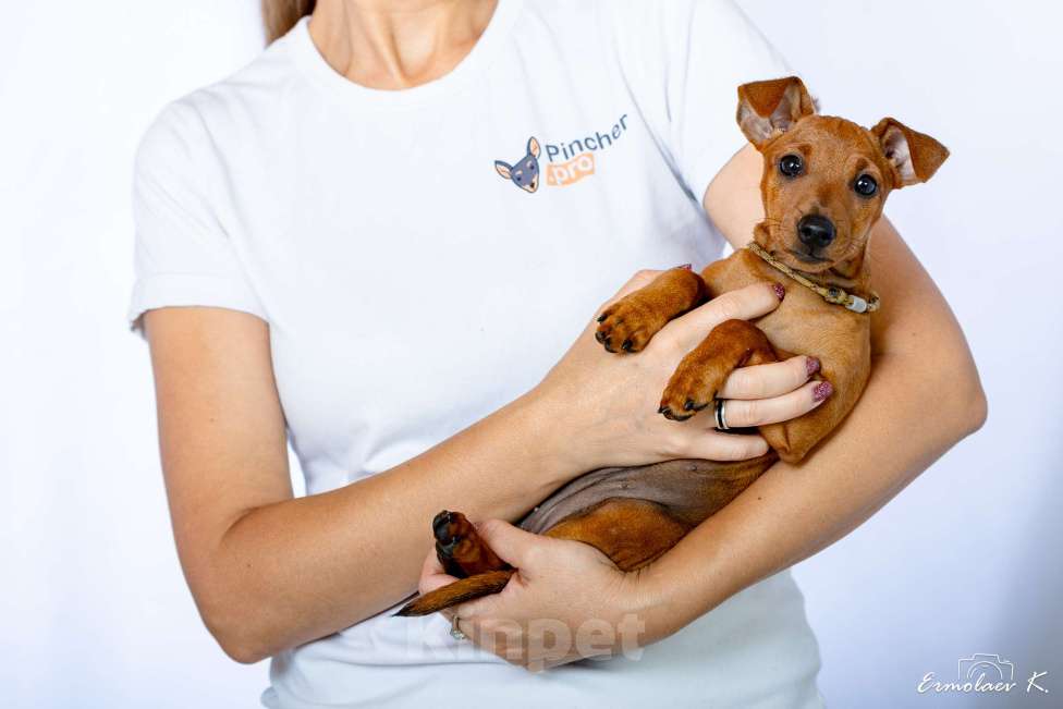 Собаки в Подольске: Цвергпинчер Отта Ультр Девочка, 50 000 руб. - фото 4