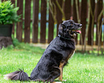 Собаки в Раменском: Добрейший Коди ищет дом! Мальчик, Бесплатно - фото 2