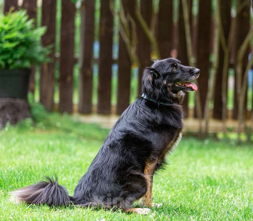 Собаки в Раменском: Добрейший Коди ищет дом! Мальчик, Бесплатно - фото 2