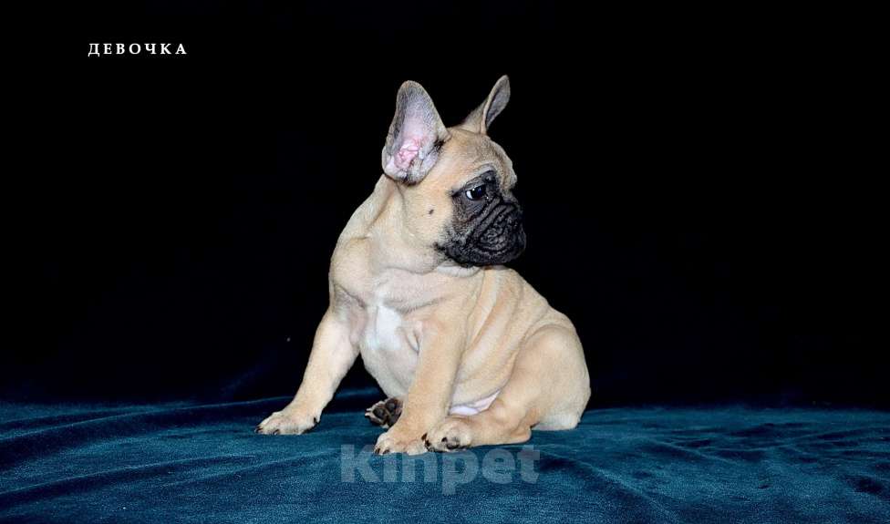 Собаки в Екатеринбурге: Фоанцузики. Ушастое Счастье  Девочка, Бесплатно - фото 4