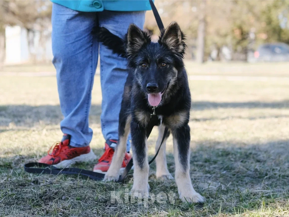 Собаки в Москве: Щенок в добрые руки (помесь с овчаркой) Девочка, Бесплатно - фото 4