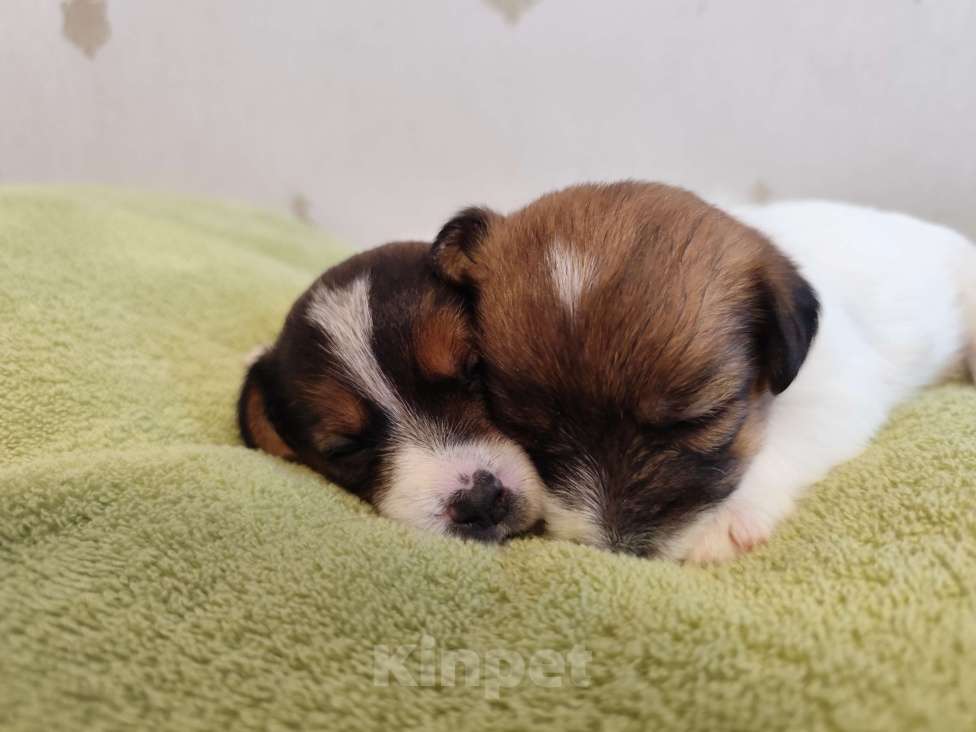 Собаки в Калининграде: Щенки джек рассел терьера Девочка, 60 000 руб. - фото 3