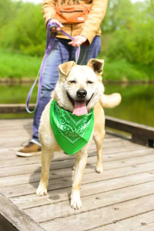 Собаки в Москве: Собака Бим из приюта в добрые руки Мальчик, Бесплатно - фото 8