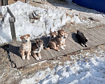 Собаки в Усть-Илимске: Отдам щенков от лайки Девочка, Бесплатно - фото 1
