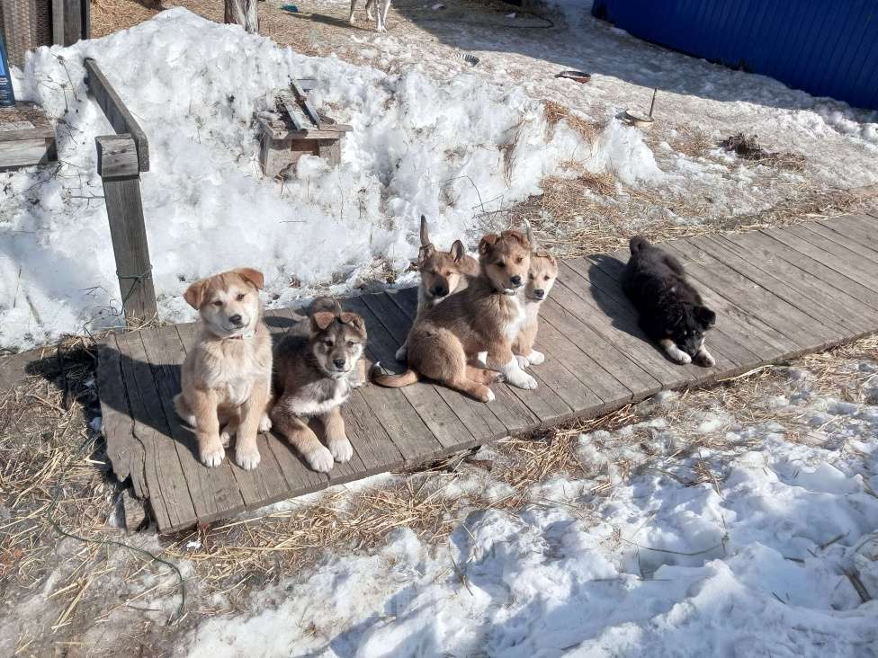 Собаки в Усть-Илимске: Отдам щенков от лайки Девочка, Бесплатно - фото 1