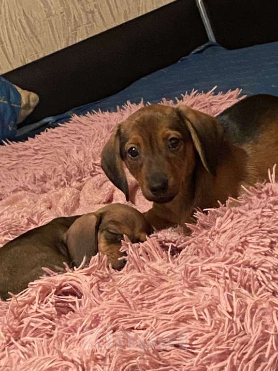 Собаки в Москве: Чистокровные детки готовы к продаже в новый дом где их будут любить есть доставка  Девочка, 15 000 руб. - фото 2