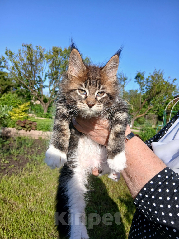 Кошки в Новоалександровске: Чистокровные котята мейн-кун 🐾 Мальчик, 30 000 руб. - фото 1