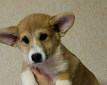 Собаки в Перми: Щенки Вельш-корги-пемброк Разнополые, 50 000 руб. - фото 4
