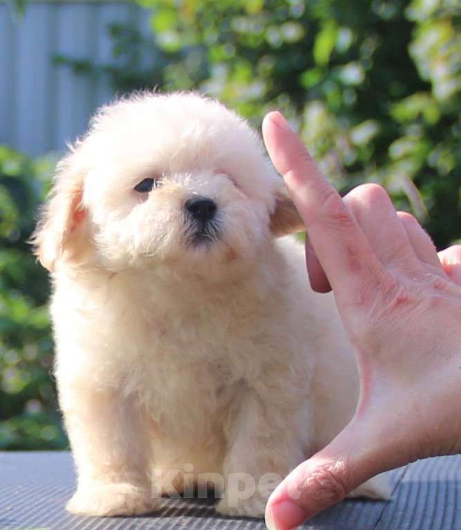 Собаки в Москве: мальтипу Ф1 щенки мини и микро Мальчик, 100 000 руб. - фото 4