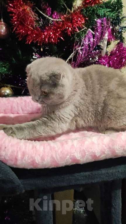 Кошки в Тольятти: Британская короткошерстная кошка Девочка, 55 000 руб. - фото 5