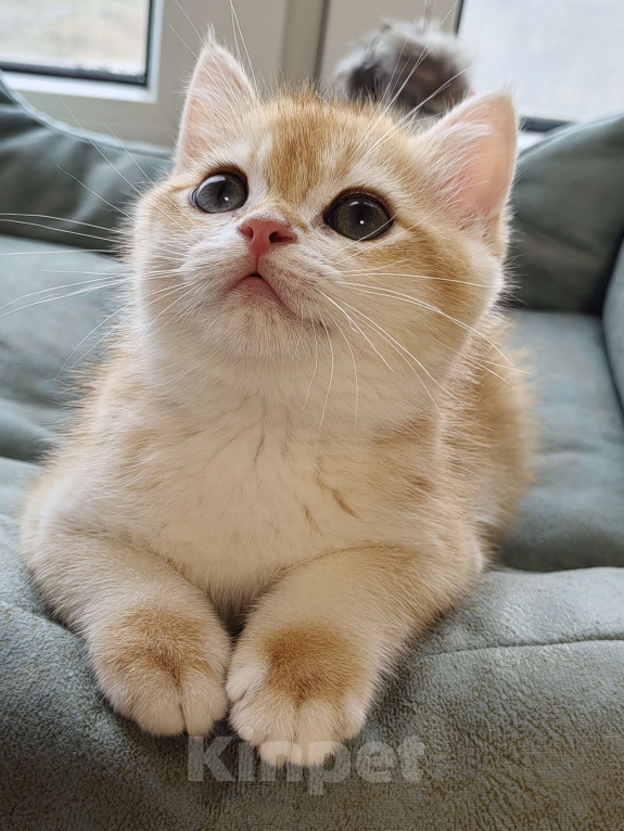 Кошки в Коломне: Британские котята Мальчик, 35 000 руб. - фото 2