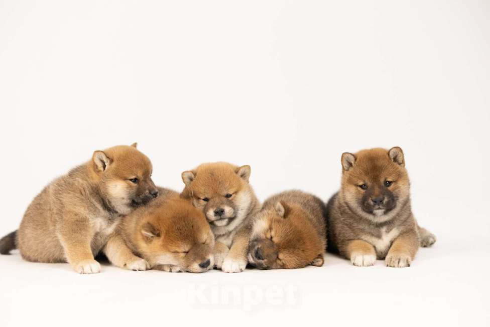 Собаки в Новосибирске: Щенки Сиба Ину Мальчик, Бесплатно - фото 7