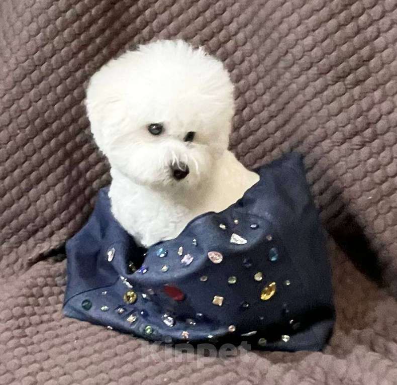 Собаки в Москве: Девочка Бишон Фризе (Булочка) Девочка, Бесплатно - фото 5