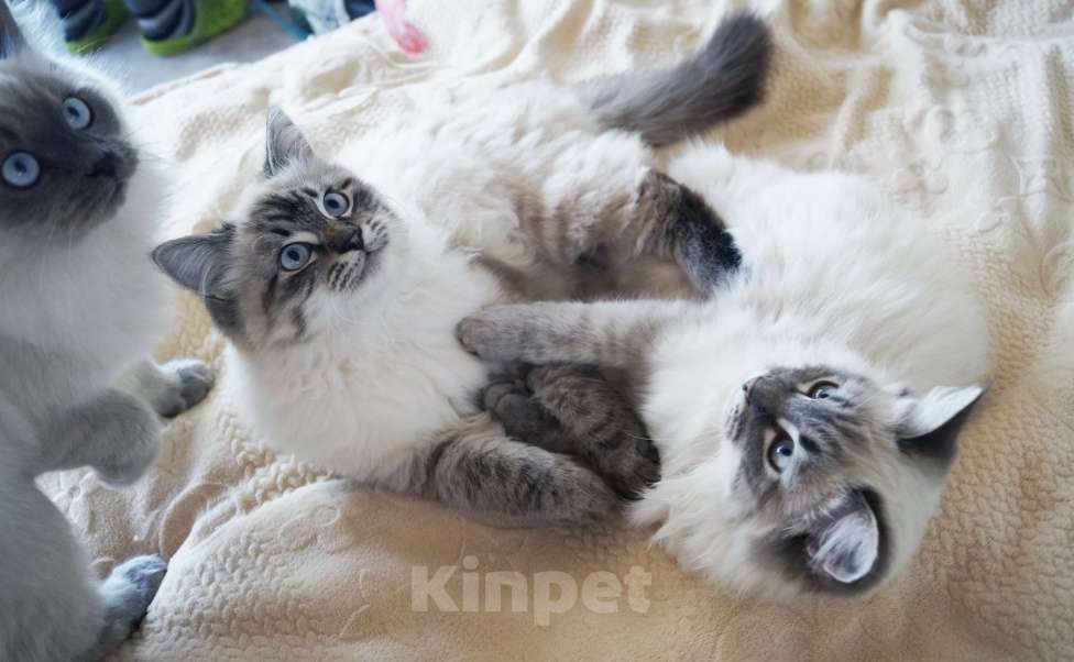 Кошки в Краснодаре: Невская маскарадная котенок Амур в окрасе блю биколор поинт Мальчик, 35 000 руб. - фото 6
