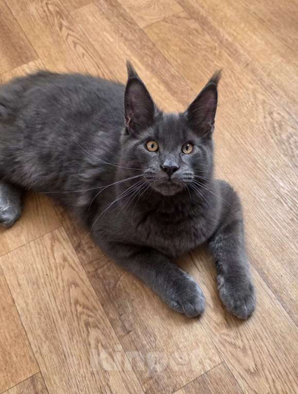 Кошки в Санкт-Петербурге: Продажа мейн-кун питомник Мальчик, 100 000 руб. - фото 9