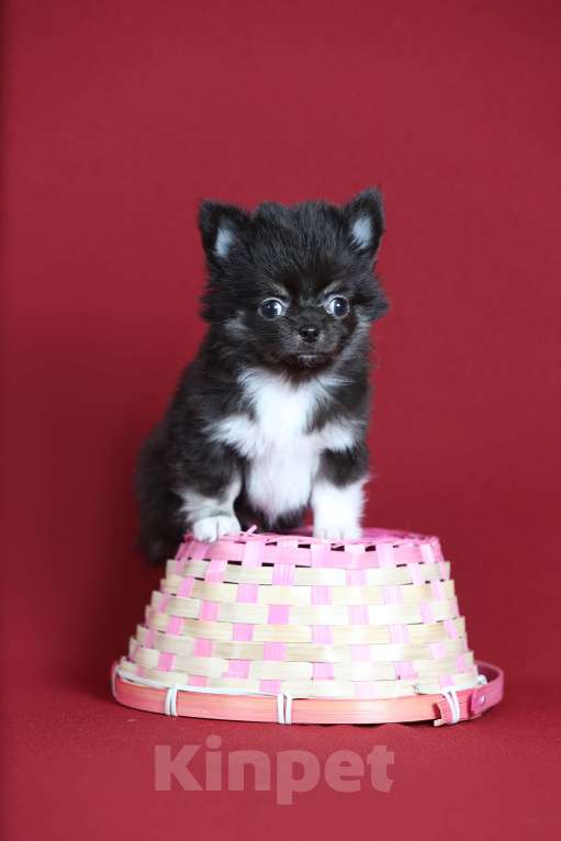 Собаки в Курске: Щенок чихуахуа Мальчик, Бесплатно - фото 2