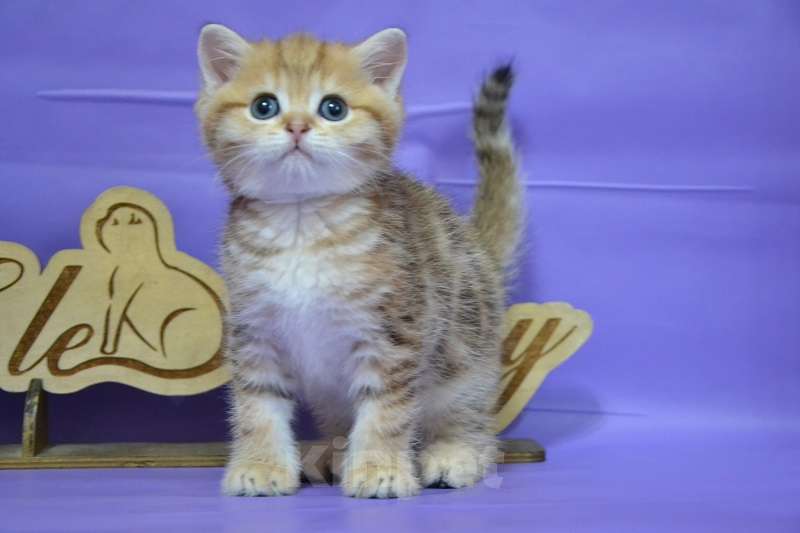 Кошки в Москве: Мальчик страйтик в золотой щубке Мальчик, 35 000 руб. - фото 4