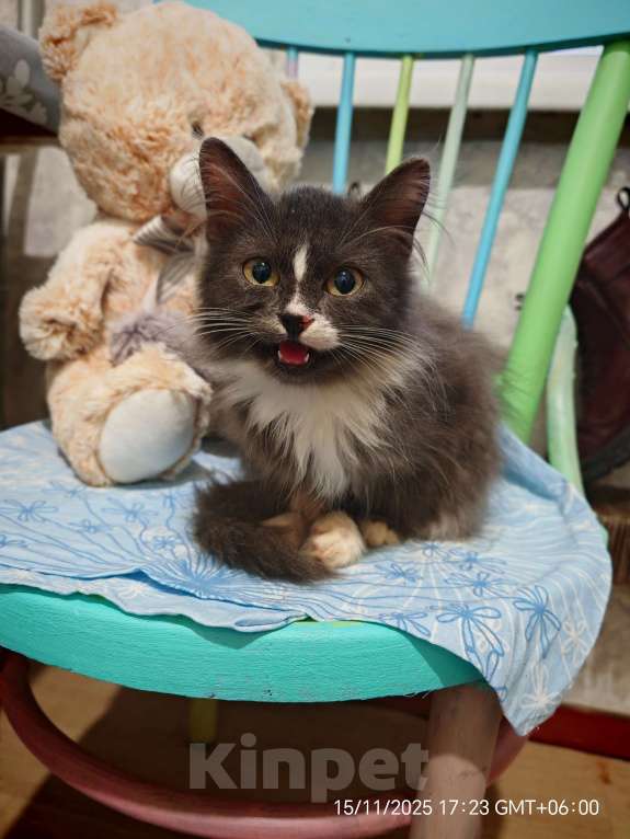 Кошки в Омске: Отдам в добрые руки  Мальчик, Бесплатно - фото 2