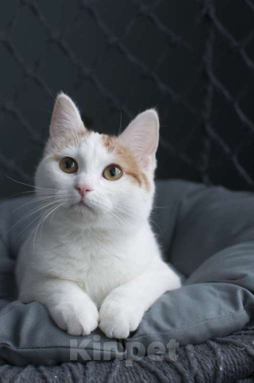 Кошки в Москве: Ищет дом сладкая парочка твикс Мальчик, Бесплатно - фото 5