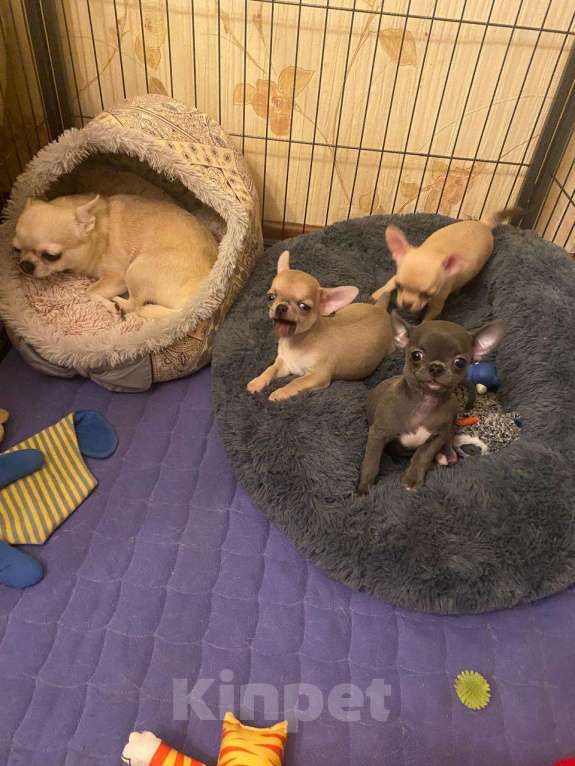 Собаки в Москве: Малыш чихуахуа Евгеша Мальчик, 50 000 руб. - фото 3