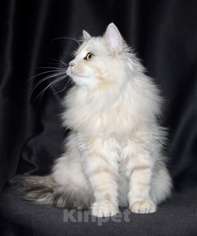 Кошки в Тюмени: Сибирский котёнок Девочка, 15 000 руб. - фото 3