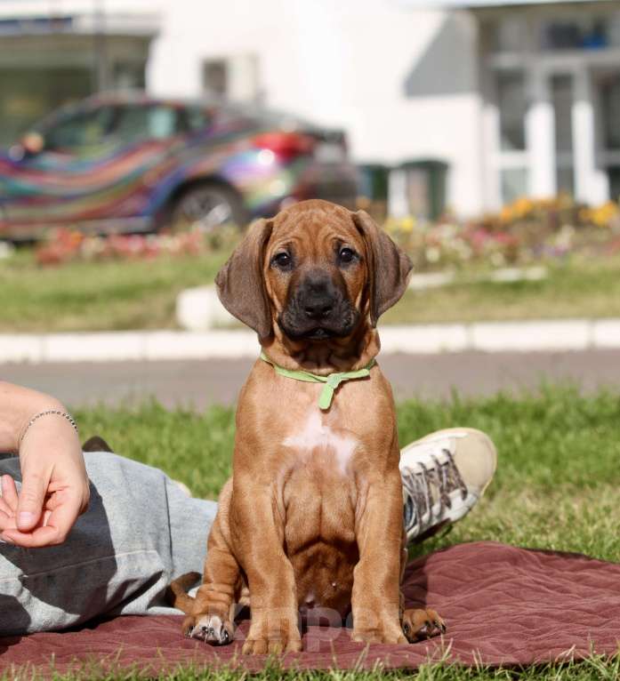 Собаки в Москве: Щенок родезийского риджбека  Девочка, Бесплатно - фото 5