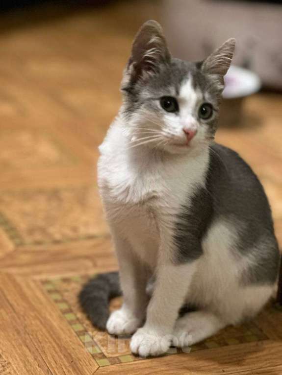 Кошки в Москве: Котята из леса в добрые руки Девочка, 1 руб. - фото 2