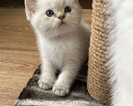 Кошки в Клине: Шотландские котята  Мальчик, 40 000 руб. - фото 2