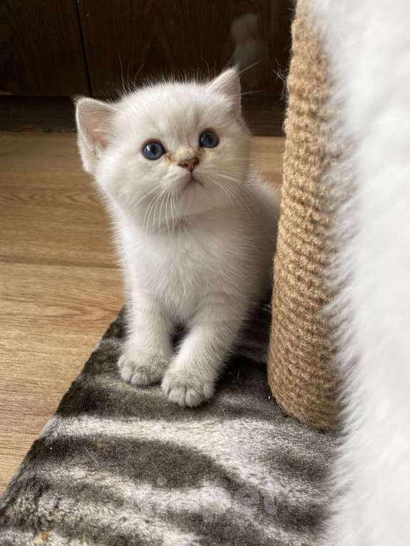 Кошки в Клине: Шотландские котята  Мальчик, 40 000 руб. - фото 2