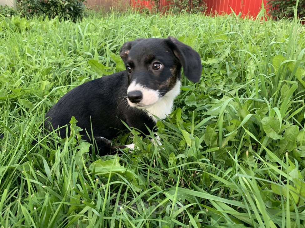 Собаки в Новосибирске: Вельш-корги Мальчик, 30 000 руб. - фото 6