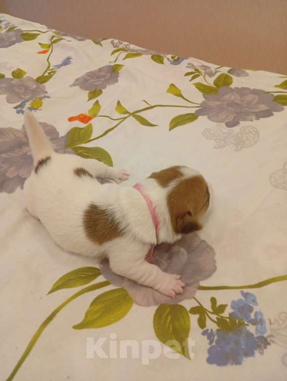 Собаки в Дмитрове: Девочка Девочка, 30 000 руб. - фото 3