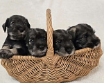 Собаки в Санкт-Петербурге: Щенки миттельшнауцера Разнополые, 45 000 руб. - фото 2