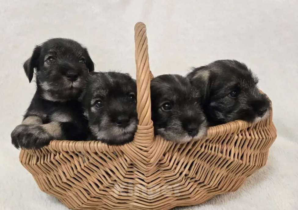 Собаки в Санкт-Петербурге: Щенки миттельшнауцера Разнополые, 45 000 руб. - фото 2