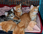 Кошки в Хабаровске: Котята «Мейн -кун» ищут родителей Мальчик, 15 000 руб. - фото 2