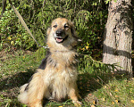 Собаки в Клине: Ариша - красотка на коротких лапах Девочка, Бесплатно - фото 3