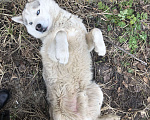 Собаки в Бронницах: Добрый пёс хаски ищет дом!!!  Мальчик, Бесплатно - фото 2