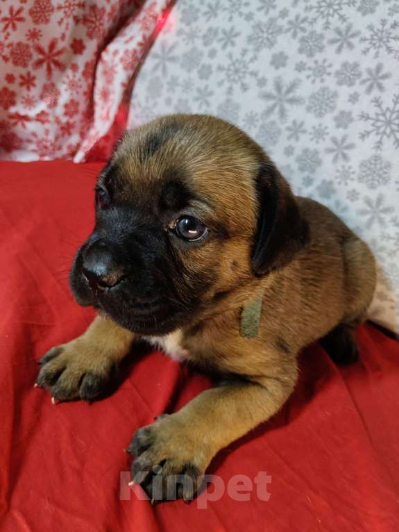 Собаки в других городах Краснодарского края: Кане-Корсо, щенок Девочка, 20 000 руб. - фото 4