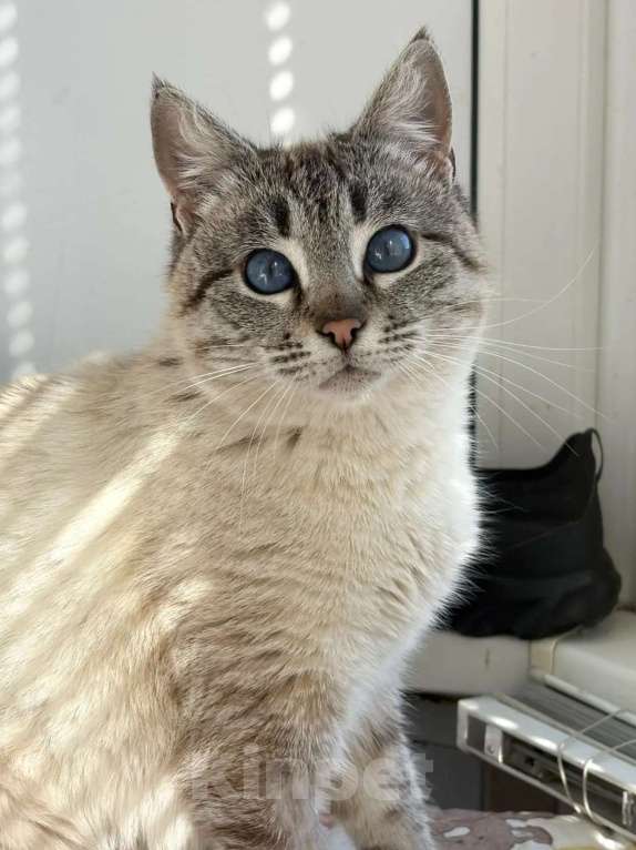 Кошки в Москве: Синеглазка ищет дом Девочка, Бесплатно - фото 2