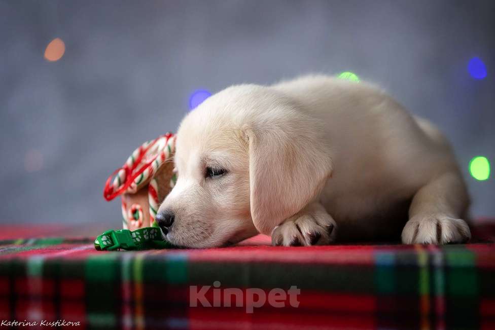 Собаки в Москве: Щенок лабрадора  Мальчик, 80 000 руб. - фото 2