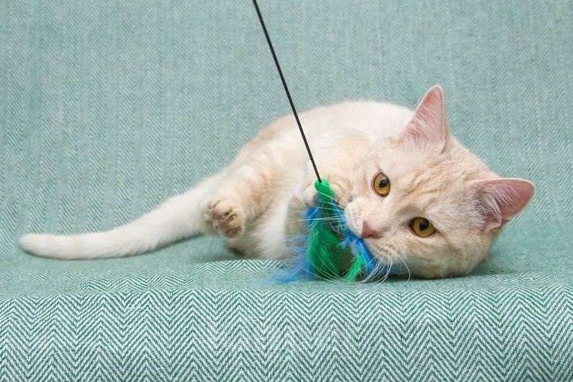 Кошки в Москве: Снежок мега ласковый в поисках семьи Мальчик, Бесплатно - фото 4