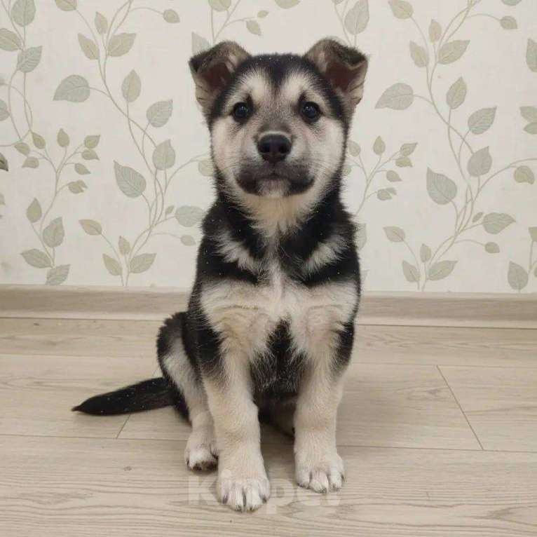 Собаки в Звенигороде: мальчик Трюфель Мальчик, Бесплатно - фото 1