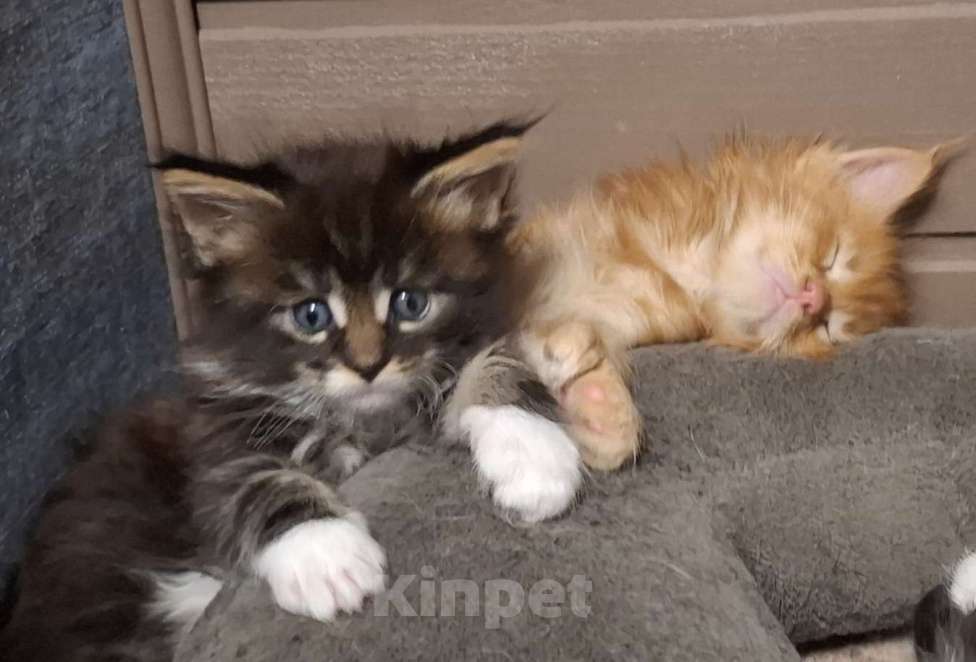 Кошки в других городах Ленинградской области: Весёлый ласковый мальчик мейн кун Мальчик, 45 000 руб. - фото 7