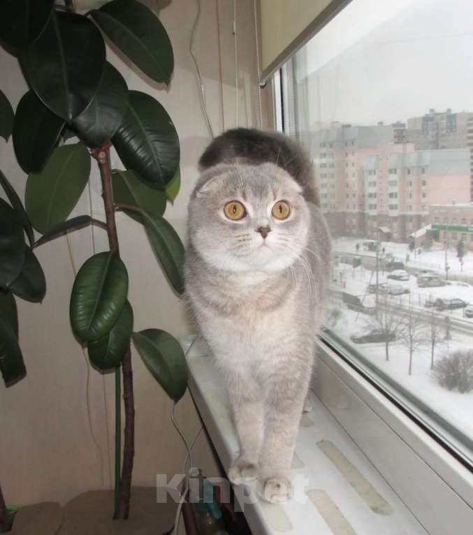 Кошки в Санкт-Петербурге: шотландская кошечка в разведение или в любимцы Девочка, Бесплатно - фото 3