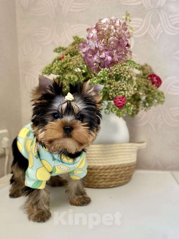 Собаки в Москве: Йоркширский терьер щенки Мальчик, Бесплатно - фото 2